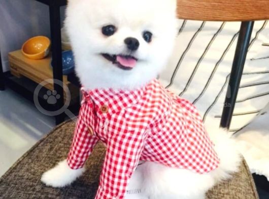 Minik Dostunuz Pomeranian Boo