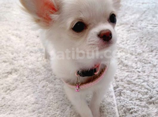 Kısa Tüy Chihuahua Yavrularımız görsel