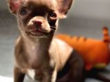 Kısa Tüy Chihuahua Yavrularımız