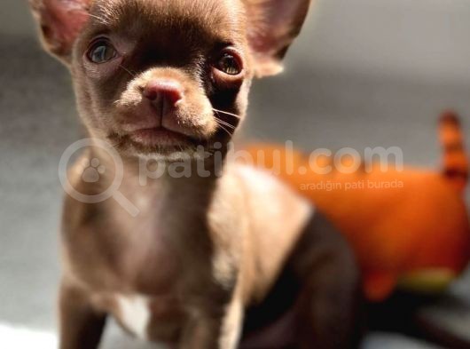 Kısa Tüy Chihuahua Yavrularımız