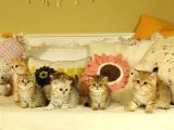 Safkan British Shorthair Yavruları