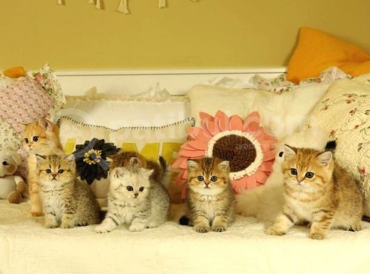 Safkan British Shorthair Yavruları görsel