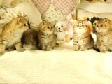 Safkan British Shorthair Yavruları