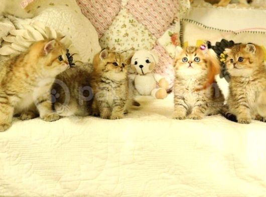 Safkan British Shorthair Yavruları görsel