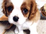 Minik Dostunuz King Cavalier