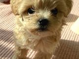 Oyuncu Maltipoo Yavrularımız