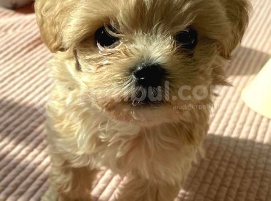 Oyuncu Maltipoo Yavrularımız