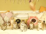 Safkan British Shorthair Yavruları