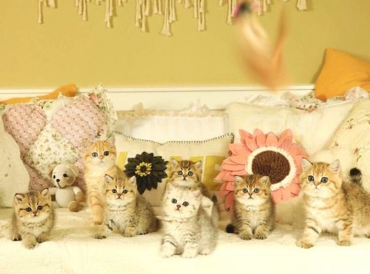 Safkan British Shorthair Yavruları