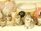 Safkan British Shorthair Yavruları