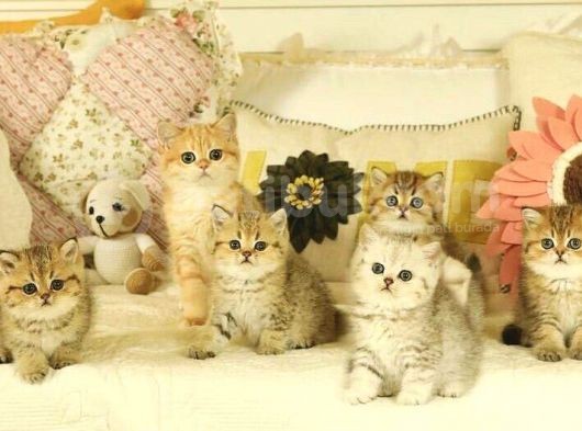 Safkan British Shorthair Yavruları görsel