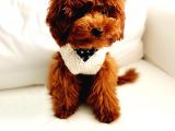 Red Brown Oyuncu Poodle Yavrularımız