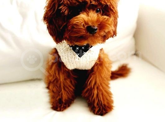Red Brown Oyuncu Poodle Yavrularımız