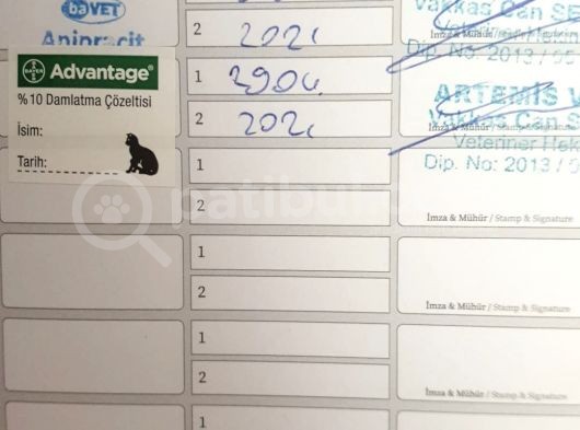2.5 Aylık, Erkek, Aşılı, Scottish Long Hair görsel