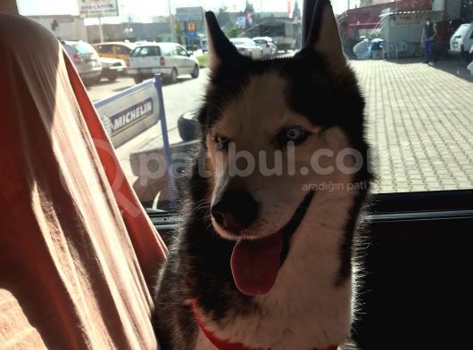 Husky Sibirya Kurdu görsel