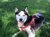 Husky Sibirya Kurdu