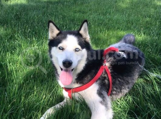 Husky Sibirya Kurdu