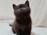 Chocolate British Shorthair Yavru