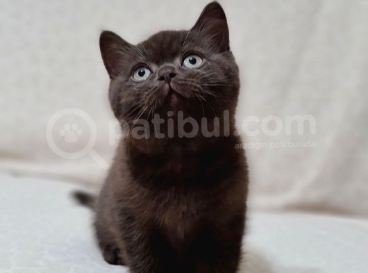 Chocolate British Shorthair Yavru görsel