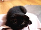 Scottish Black Scrli Anneden