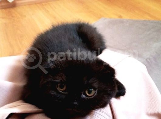 Scottish Black Scrli Anneden görsel