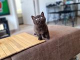 Chocolate British Shorthair Yavru