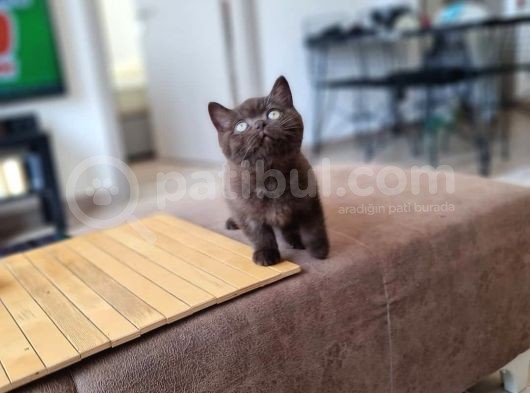 Chocolate British Shorthair Yavru