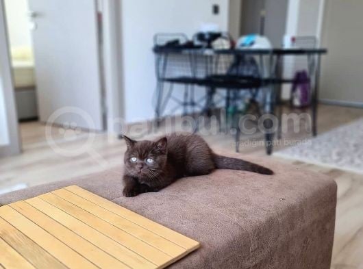 Chocolate British Shorthair Yavru görsel