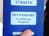 2 Aylık Britişh Shothair Blue Point
