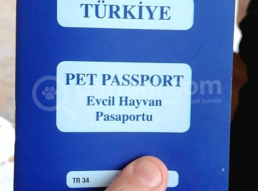 2 Aylık Britişh Shothair Blue Point görsel