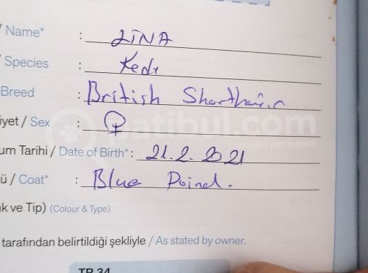 2 Aylık Britişh Shothair Blue Point görsel