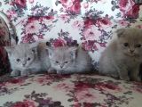 1 Erkek British Shorthair 1 Erkek Scottish Fold