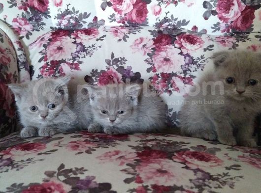 1 Erkek British Shorthair 1 Erkek Scottish Fold görsel