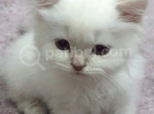 2.5 Aylık, Erkek, Aşılı, Scottish Long Hair görsel