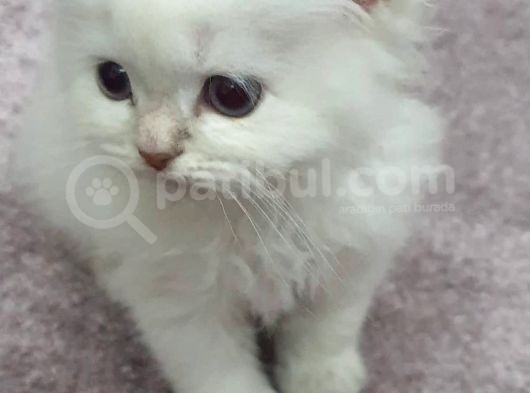 2.5 Aylık, Erkek, Aşılı, Scottish Long Hair