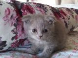 1 Erkek British Shorthair 1 Erkek Scottish Fold