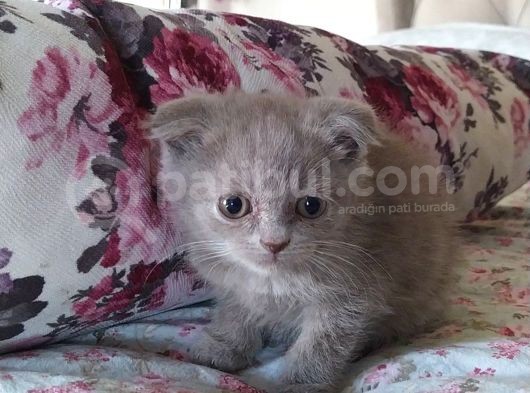 1 Erkek British Shorthair 1 Erkek Scottish Fold
