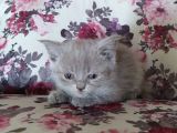 1 Erkek British Shorthair 1 Erkek Scottish Fold