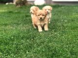 2 Aylık Maltipoo Bebeklerimiz