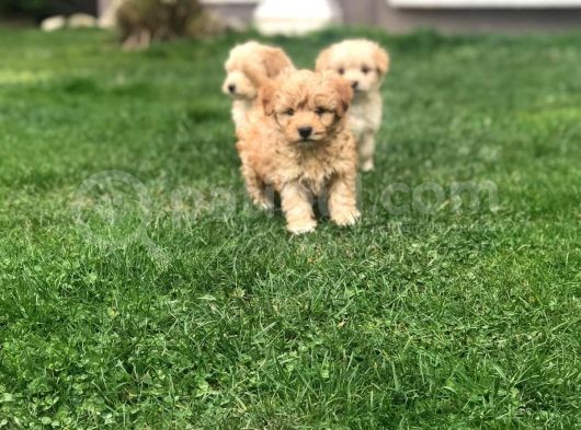 2 Aylık Maltipoo Bebeklerimiz
