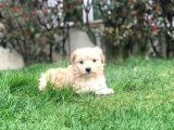 2 Aylık Maltipoo Bebeklerimiz