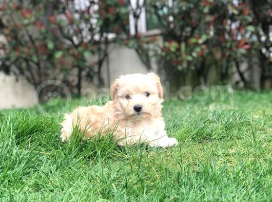 2 Aylık Maltipoo Bebeklerimiz görsel