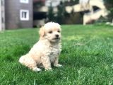 2 Aylık Maltipoo Bebeklerimiz