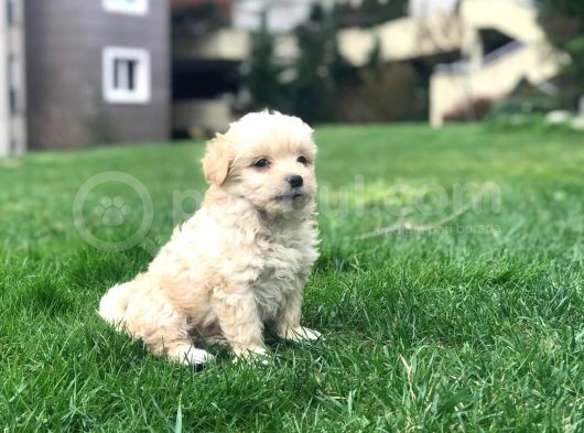 2 Aylık Maltipoo Bebeklerimiz