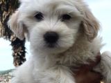 2 Aylık Maltipoo Bebeklerimiz