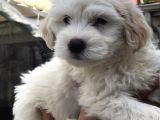 2 Aylık Maltipoo Bebeklerimiz