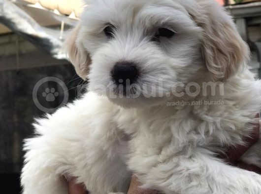 2 Aylık Maltipoo Bebeklerimiz