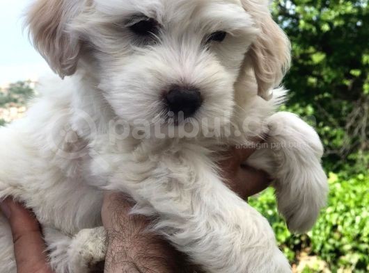 2 Aylık Maltipoo Bebeklerimiz görsel