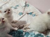 Safkan İran Persi̇an Mavi̇ Göz Şampanya Kürk Özel Irk Son Yavru