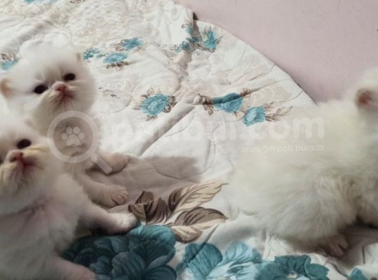 Safkan İran Persi̇an Mavi̇ Göz Şampanya Kürk Özel Irk Son Yavru görsel